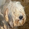 Molly W Valcea